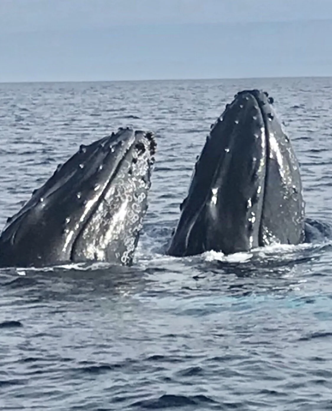 Two humpback whales surfacing side by side in calm open ocean off the West Hawaii coast.